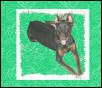 dobergirl