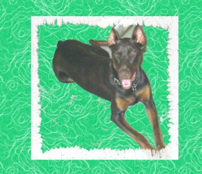 dobergirl