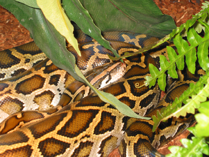 normal female (holland)