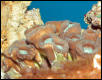 Saltwater - Austin Aquariums