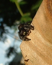 Phidippus Audax 001 Summer 2006