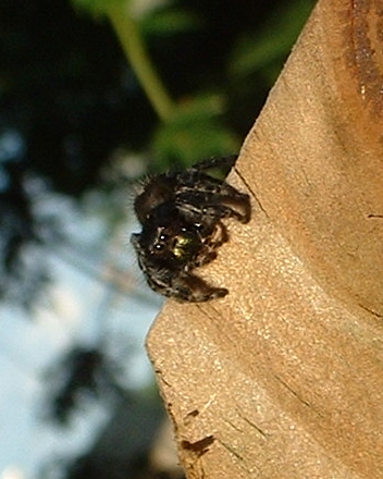Phidippus Audax 001 Summer 2006