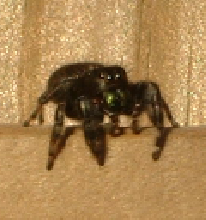 Phidippus Audax 002 Summer 2006