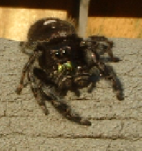 Phidippus Audax 003 Summer 2006