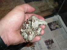 Colombian Boa (Simon)