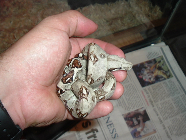 Colombian Boa (Simon)