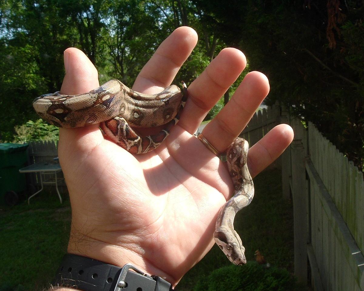 Colombian Boa (Chloe)