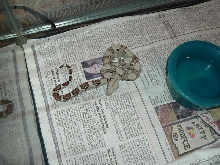 Colombian Boa (Simon)