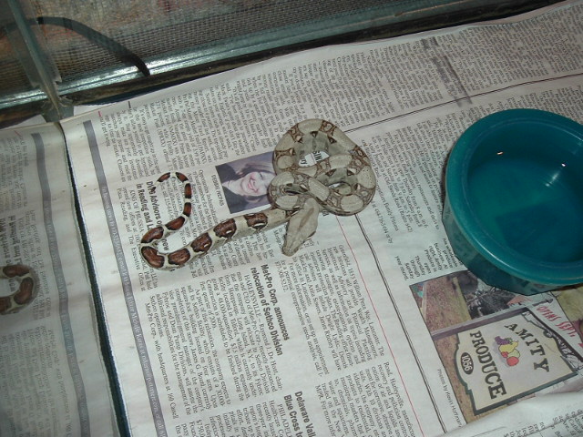 Colombian Boa (Simon)