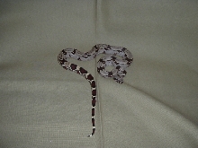 Guyana Redtail Boa