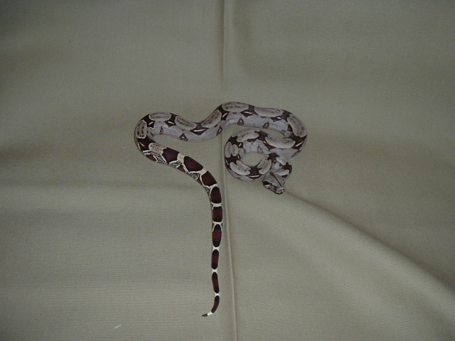 Guyana Redtail Boa