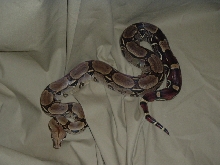 My Iquitos,Peruvian Female(Morticia)