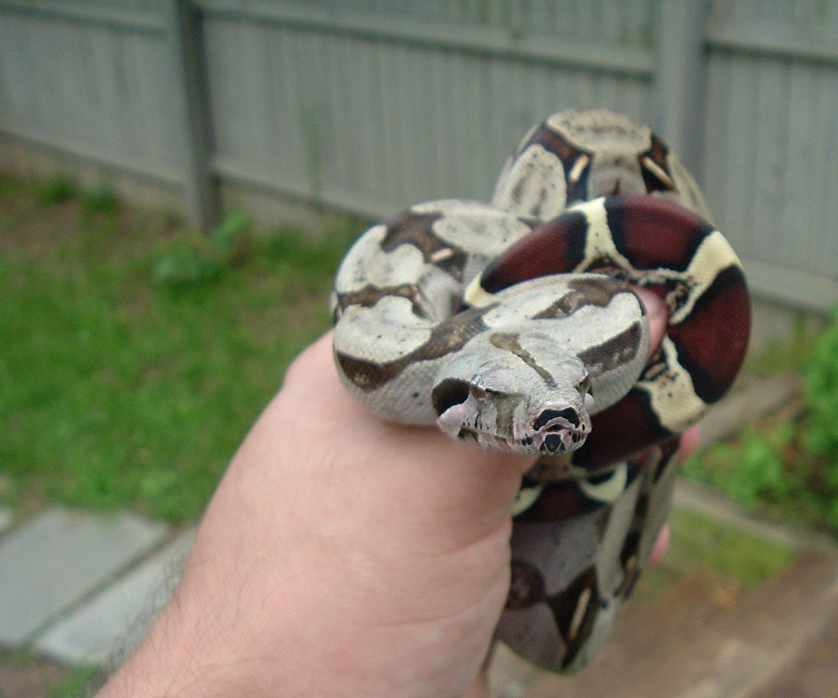 Guyanan Redtail Boa