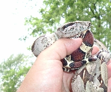 GUYANAN REDTAIL