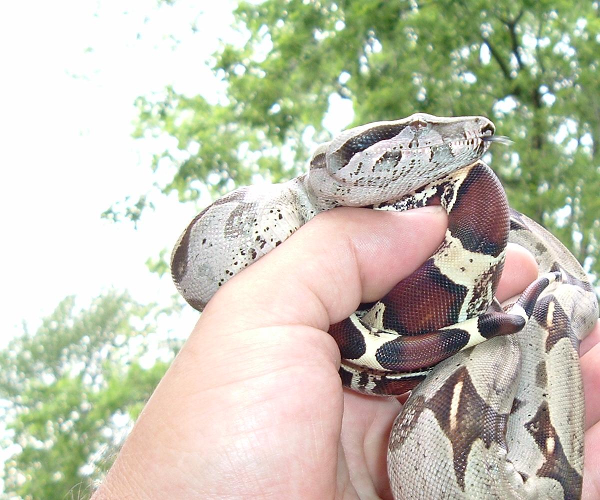 GUYANAN REDTAIL