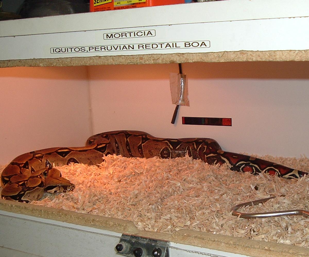 Morticia