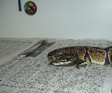 My son Bryan's Ball Python(Jasmine)