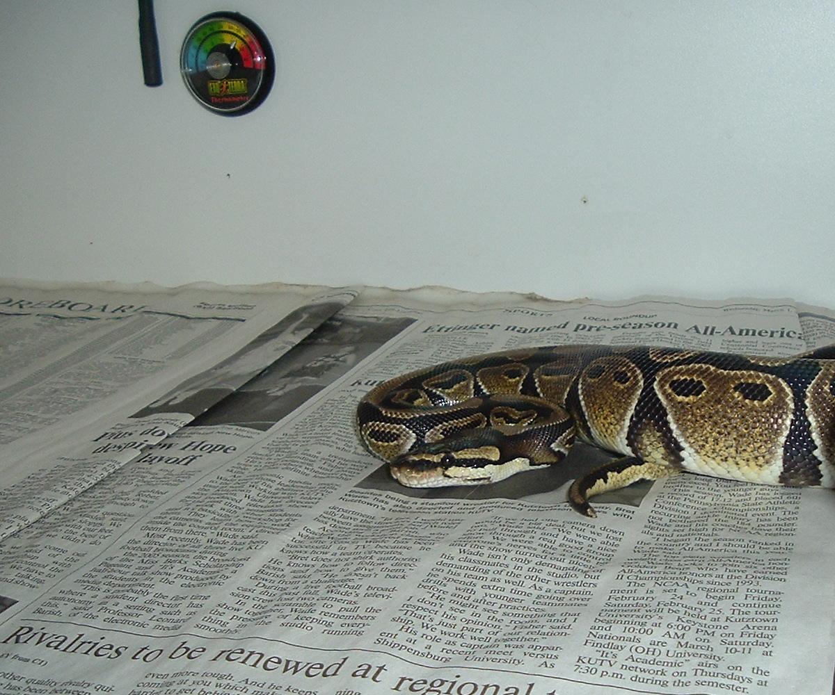 My son Bryan's Ball Python(Jasmine)