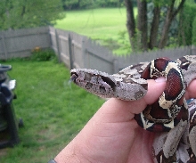 GUYANAN REDTAIL