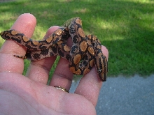 Peruvian Rainbow Boa