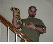 My Male Iquitos,Peruvian Redtail Boa