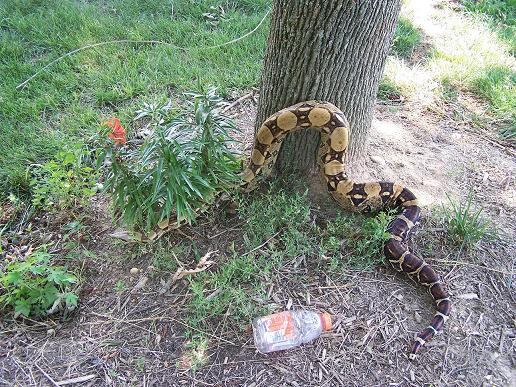 one big boa