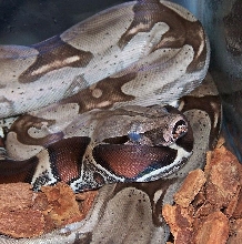 Blue eyes