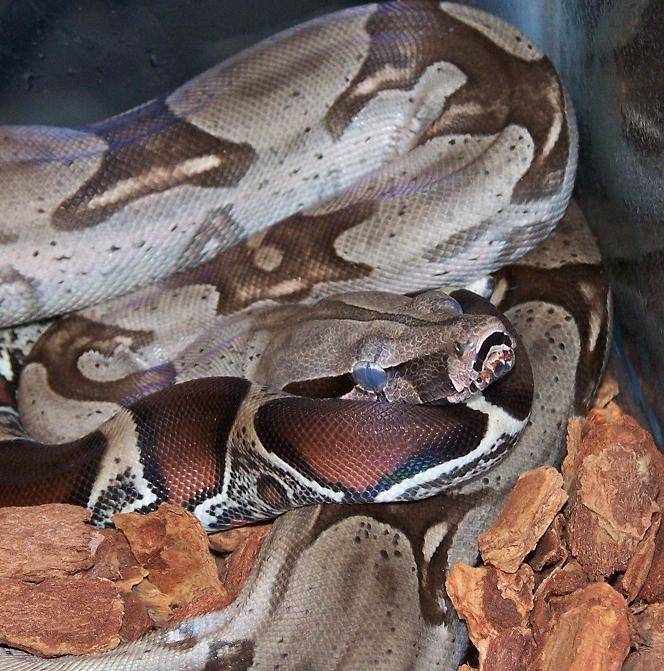 Blue eyes