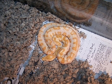 My Albino