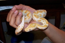 Holding my snake