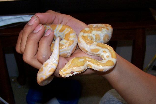 Holding my snake