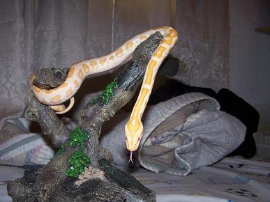 My new snake. Burmese