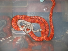 high red and anery striped