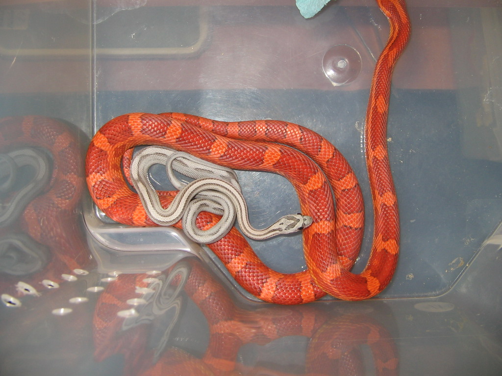 high red and anery striped