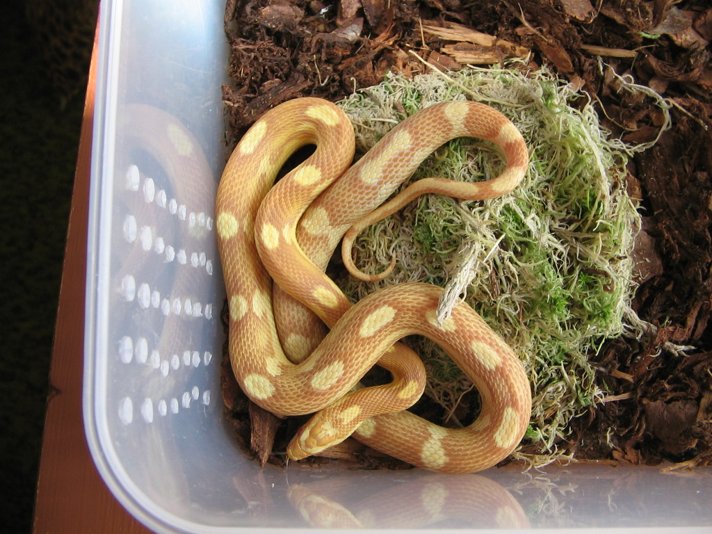 butter motley
