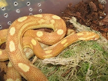 butter motley