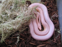 snow striped