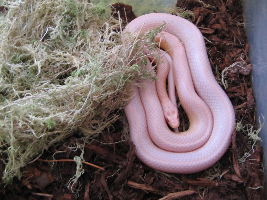 snow striped