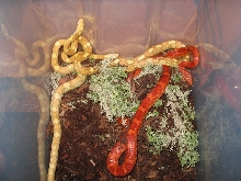group