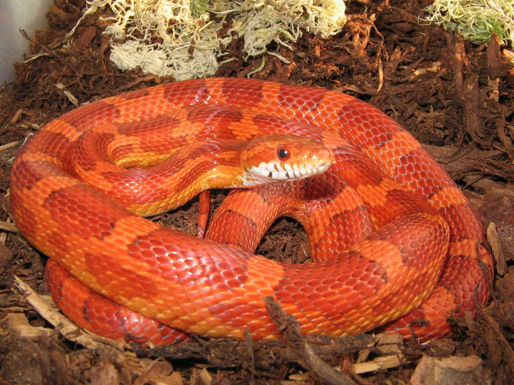 high red