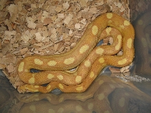butter motley