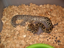 my first burm (DH albino granite)