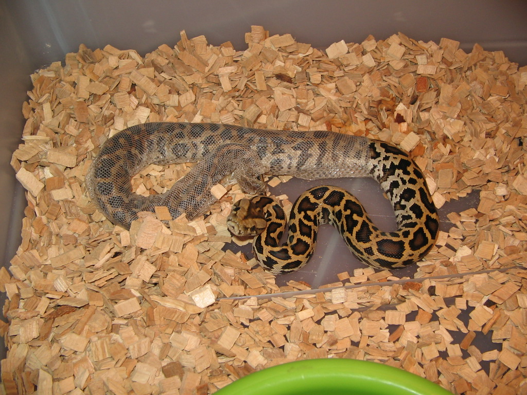 my first burm (DH albino granite)