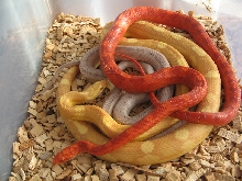 group of my corns