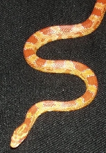 amelhalf