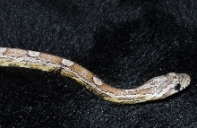 aneryhead