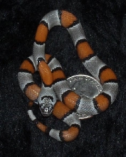 grayband