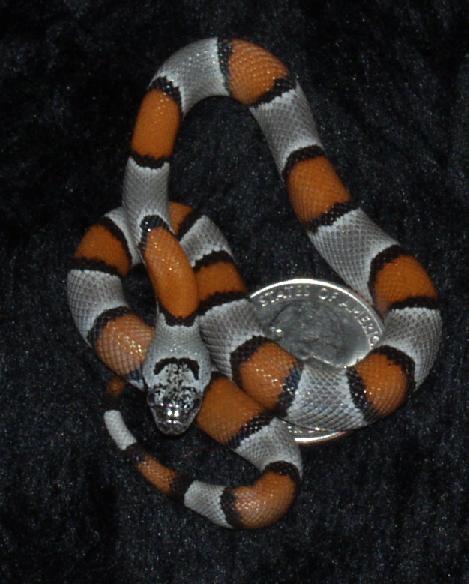 grayband