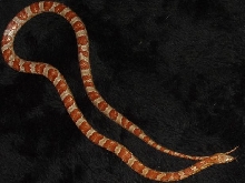 hypo