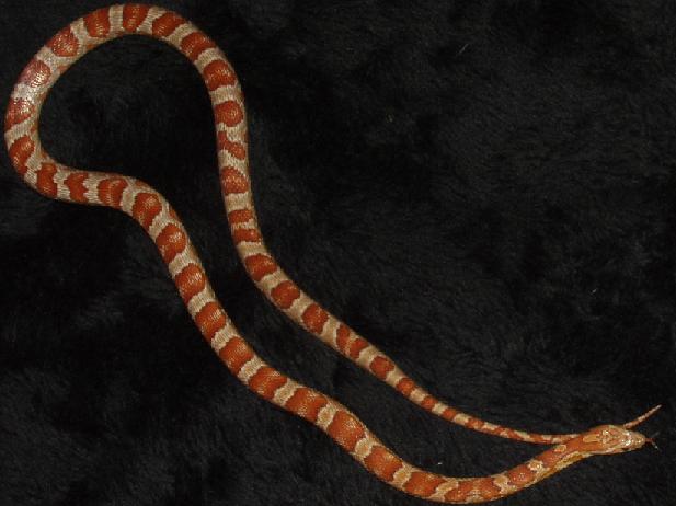 hypo